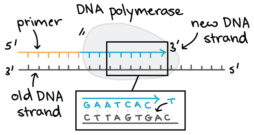 <p>what does the dna polymerase require to work?</p>