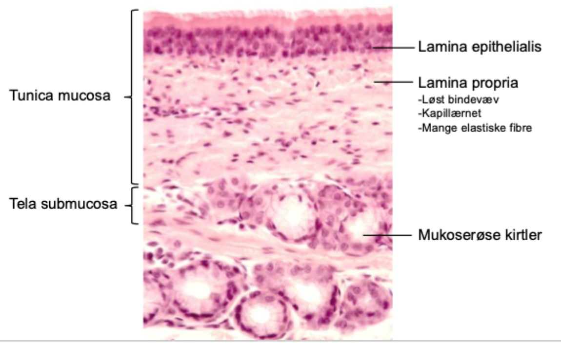 <p>Glands that produce both watery serous secretion and viscous mucous secretion.</p>