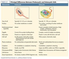 <p>Eukaryotes (with membrane-bound nucleus) and Prokaryotes (without membrane-bound nucleus).</p>