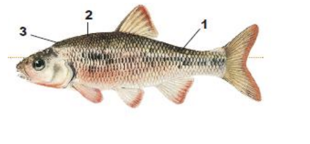 <p>1) large scales, much deeper than wide</p><p>2) dark stripe along middle of back</p><p>3) crowded scales between head and dorsal fin</p>