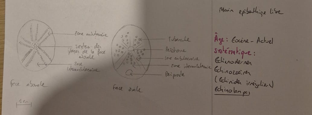 <p><span>genre famille espèce règne mode de vie</span></p>
