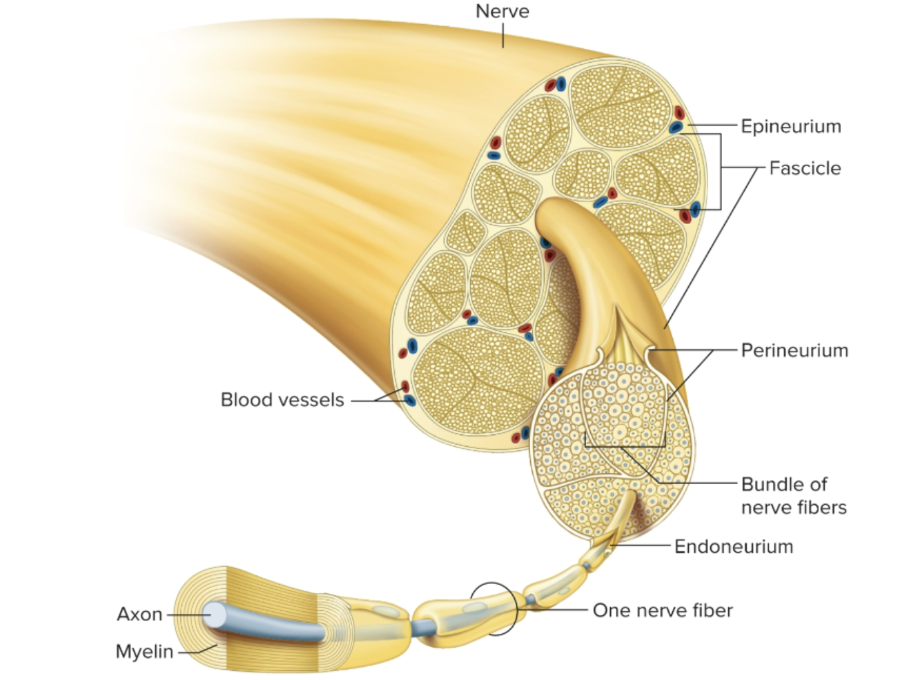 <p>The bundled structure of many axons within the nerve (numerous fascicles are present within the whole nerve) </p>