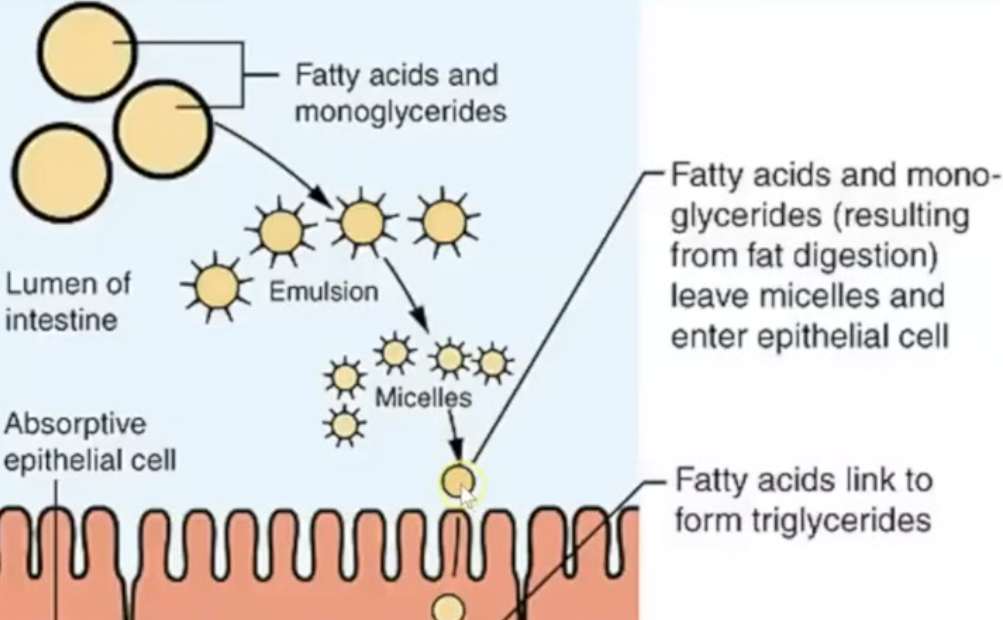 <p>takes place in the small intestines </p><p>involves 2 stages:</p><p>-physical digestion (emulsification). bile salts are created in the liver and stored in the gal bladder. lipids get coated in bile salts to create an emulsion (emulsify the lipids), causing the lipids to split into tiny droplets. this creates a larger surface area for faster hydrolysis of lipase</p><p>-chemical (lipase). lipase is produced in the pancreas. it hydrolyses the ester bonds of lipids into monoglycerides and fatty acids</p><p></p><p></p>