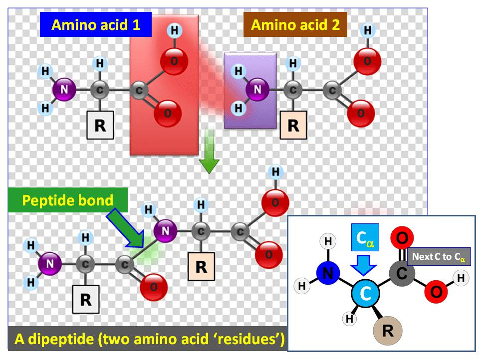 <p>An amino acid residue is the portion of an amino acid that remains in a polypeptide after losing H and OH during peptide bond formation.</p>