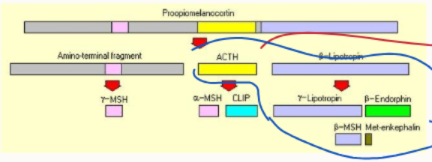 <ul><li><p>POMC</p></li></ul><p></p>