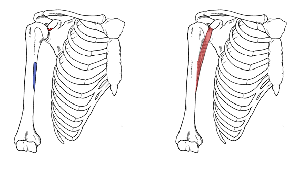 <p>Coracobrachialis</p>