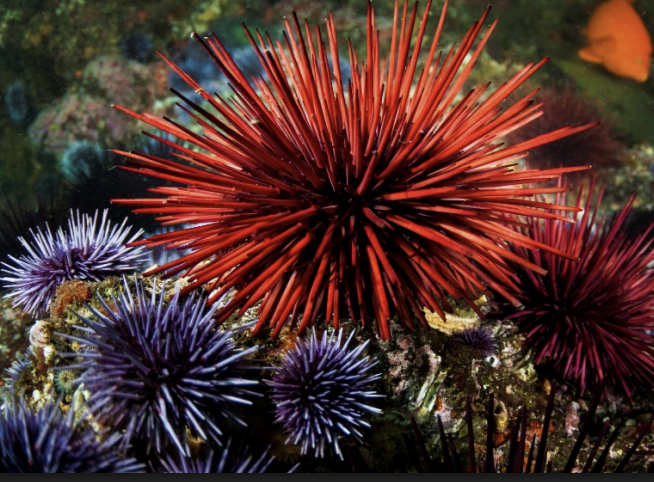 <p>Wtf is this [sea urchin]</p>