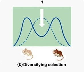 <p>The bell curve has split into 2 curves that shifted towards the 2 extremes, average trait is not advantageous</p>
