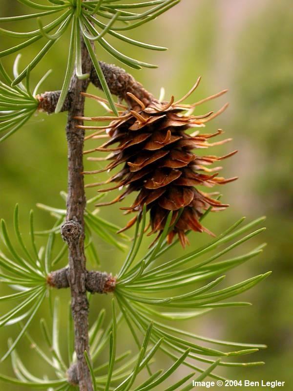 <p> Larix occidentalis<br></p>