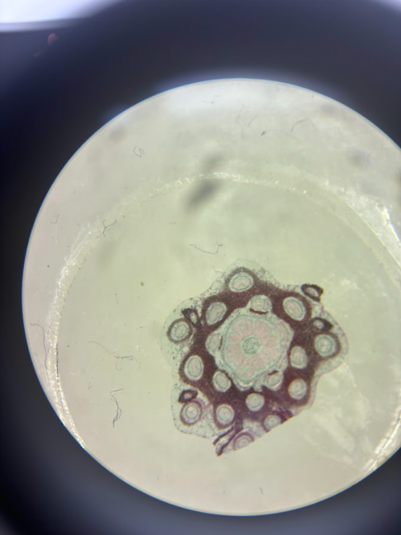 <ul><li><p><strong>Diploid</strong></p></li><li><p><strong>Sporophyte</strong></p></li><li><p>Shows <strong>vascular bundles</strong></p><ul><li><p>Xylem + phloem stain purple/blue/pink</p></li></ul></li></ul><ul><li><p>Key ID: vascular tissue present (unlike mosses)</p></li></ul><p></p>