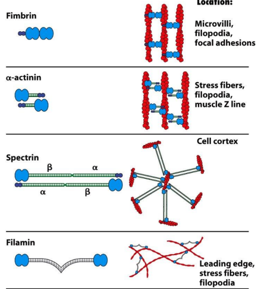 <p><strong>Cross-linking proteins</strong> = 2 actin-binding domains separated by spacer domain </p><ul><li><p>Longer, more flexible spacers → gel-like networks</p><ul><li><p><strong>Filamin</strong></p></li><li><p><strong>Spectrin</strong></p></li></ul></li><li><p>Shorter, more rigid spacers → tight bundles</p><ul><li><p><strong>Fimbrin</strong></p></li><li><p><strong>Villin</strong></p></li><li><p><strong>Fascin</strong></p></li></ul></li><li><p><strong>α-actinin</strong> = crosslink filaments → parallel/antiparallel bundles → contraction</p></li></ul><p></p>