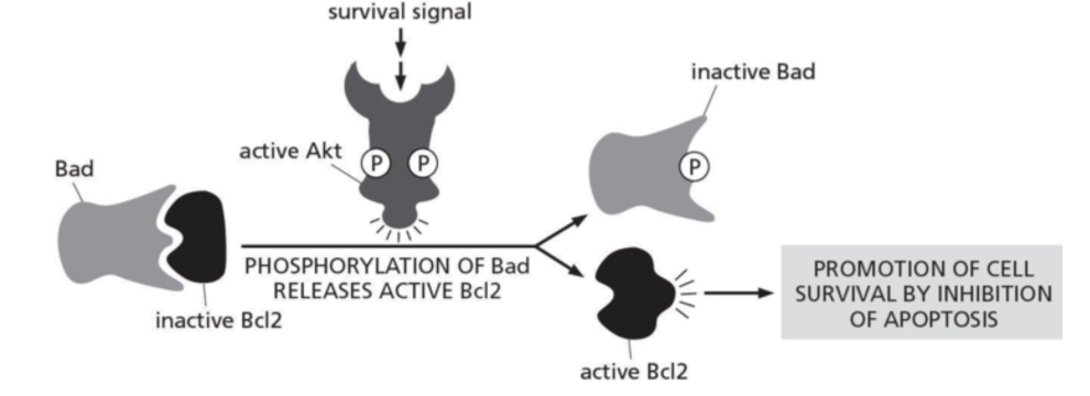 <p><span><strong> Akt promotes the survival of many cells by affecting the activity of Bad and Bcl2, as diagrammed in Figure 16-7.</strong></span></p><p><span><strong>Which of the following statements is FALSE?</strong></span></p>