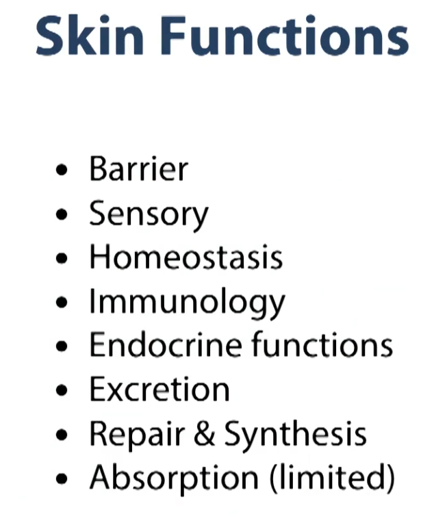 <p>Some of the functions that’s given performs are listed in this slide. So, it’s a barrier, like I said, it’s the first line of defense against our external environment. </p><p>Sensory, thanks to the tremendous amount of nervous innervation that is all throughout the skin</p><p>homeostasis: skin helps preserve and regulate some basic functions in our body. </p><p>Immunology: there’s a lot of activity from the immune system, again, monitoring the very top layers against any foreign pathogens. </p><p>Endocrine functions: There are some portions of the skin that carry out endocrine functions</p><p>Excretion: via some of the gland</p><p>repair and synthesis: so our skin, as you’ll see, has some certain layers that are regenerative. </p><p>Absorption: performed by the skin, but done to a lesser degree. carried out by some of our epidermal or integumentary system. </p>