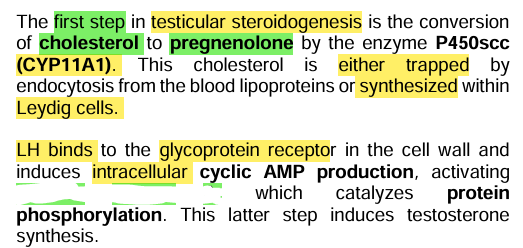 <p><strong><u>Hormonogenesis</u></strong></p>