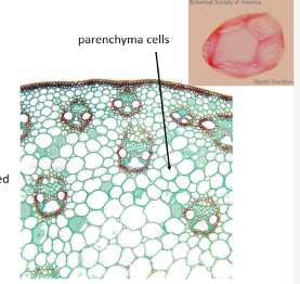 <p>thin primary cells wall, totipotent (all other cells differentiate from parenchyma), have two functional types</p><ul><li><p>meristematic parenchyma: totipotent, abundant cytolplasm</p></li><li><p>chlorenchyma: chloroplasts containing cells, function in photosynthesis</p></li></ul><p></p>