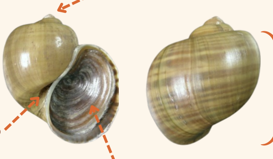 <p><strong>FILO<br>CLASE</strong><br><strong>SUBCLASE</strong><br><strong>ORDEN</strong><br><strong>FAMILIA</strong><br><strong>GÉNERO</strong><br><strong>NOMBRE COMÚN<br>CARACTERÍSTICAS</strong><br><strong>RÁDULA<br>ALIMENTACIÓN <br>HÁBITAT</strong></p>