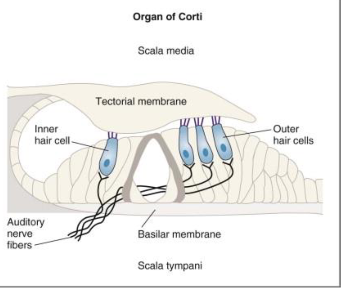 <ul><li><p>Only cells with the long hair cili (Put right name)</p></li><li><p>Resting on the basilar membrane is the spiral organ of</p><p>Corti which consists of many supporting cells and hair</p><p>cells.</p></li></ul><p></p>