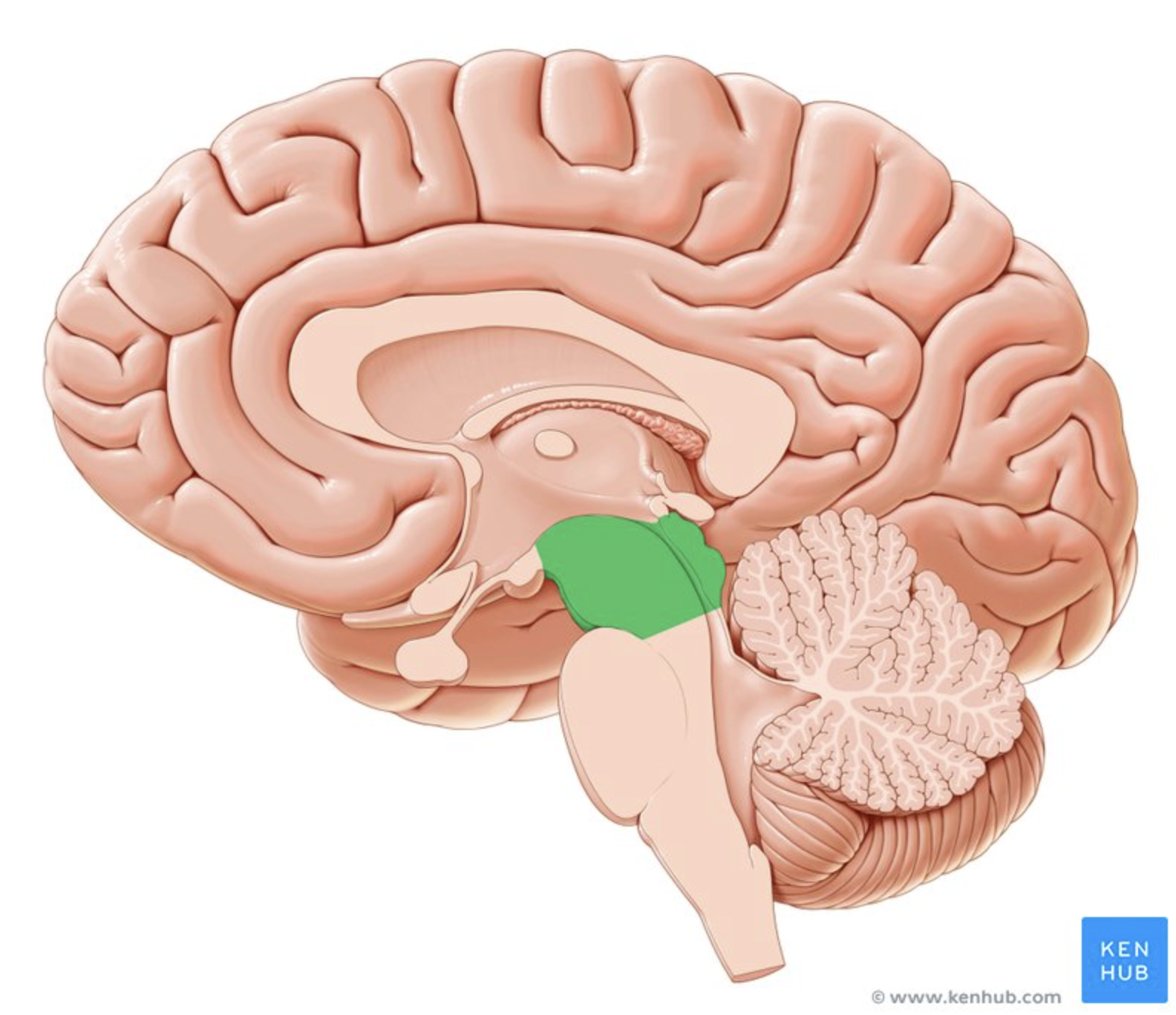 <p>Upper part of brainstem. </p><p>Involved in vision, hearing, and motor control.</p>