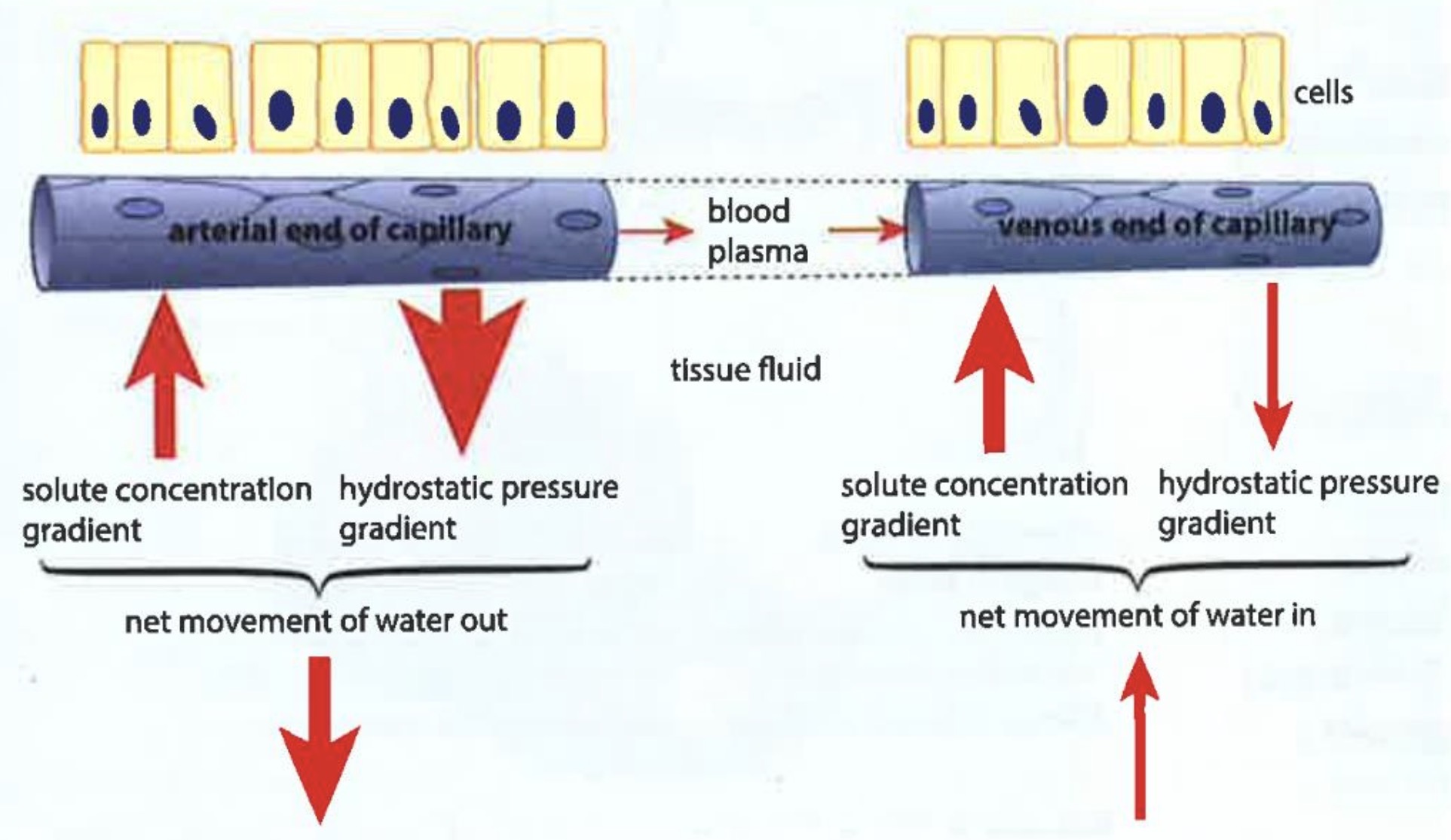 <p>Blood plasma and capillaries</p>