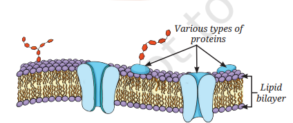 <p>What is this model that explains cell structure called? Why is it called that?</p>