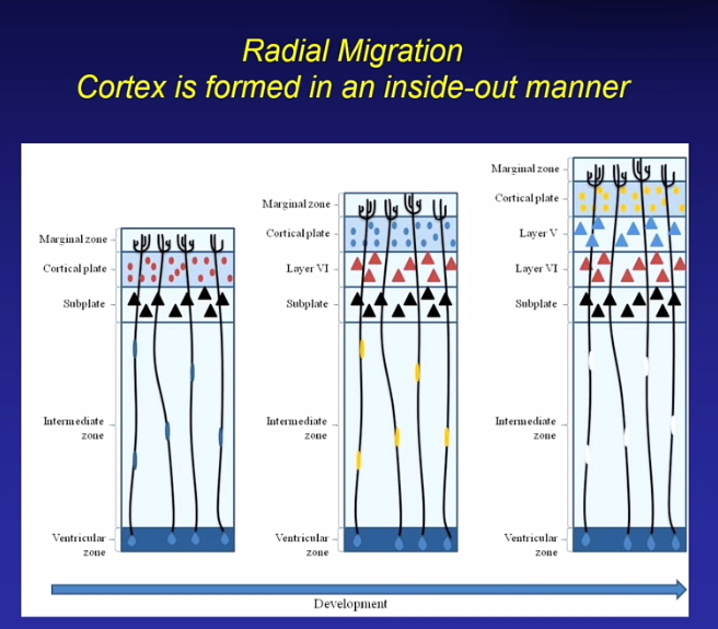 <p>muis</p><p> ventricular, subventriculair » intermediate zone » corticale plaat (daar verzamelen die neuronen)</p><p>hoe kom je aan die lagen?</p><p>inside out manner » oudste liggen onderin, nieuwste bovenin</p>