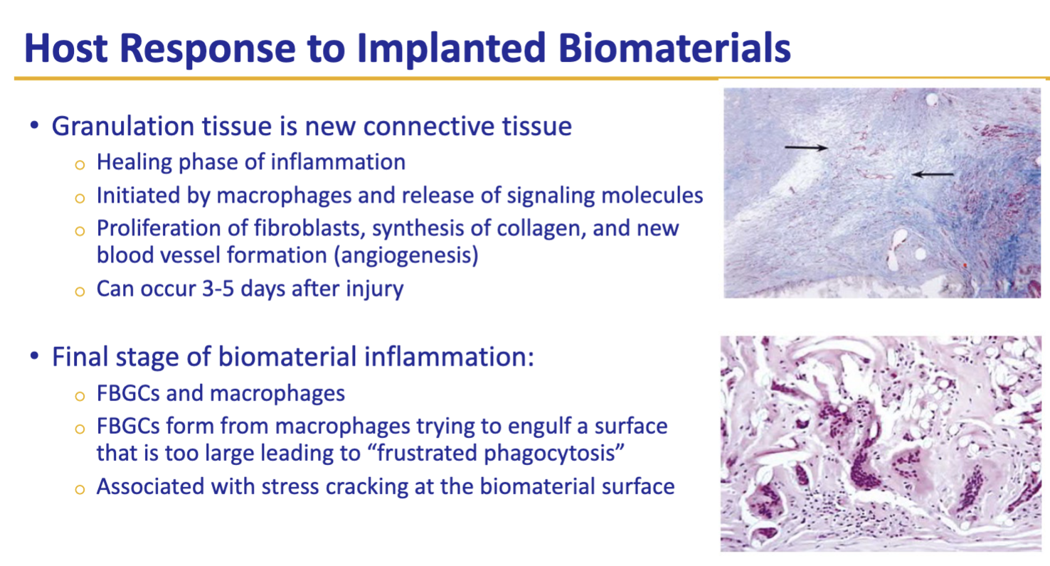 <p>Granulation tissue is new connective tissue (Healing phase of inflammation)</p><ul><li><p>Initiated by macrophages (release of signaling molecules from them)</p></li><li><p>Proliferation of fibroblasts, synthesis of collagen, and new blood vessel formation.</p></li><li><p>Can occur 3-5 days after injury</p></li></ul><p>Final stage of biomaterial inflammation:</p><ul><li><p>FBGCs and macrophages</p></li><li><p>FBGCs form from macrophages trying to engulf a surface that is too large, leading to </p></li><li><p>Associated with stress cracking at the biomaterial surface</p></li></ul><p></p>