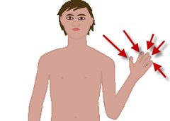 <p>fingers</p>