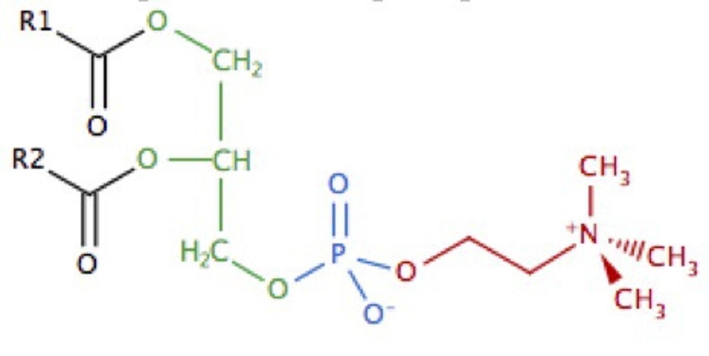 <p>glycerophospholipid w/ a choline head group</p>