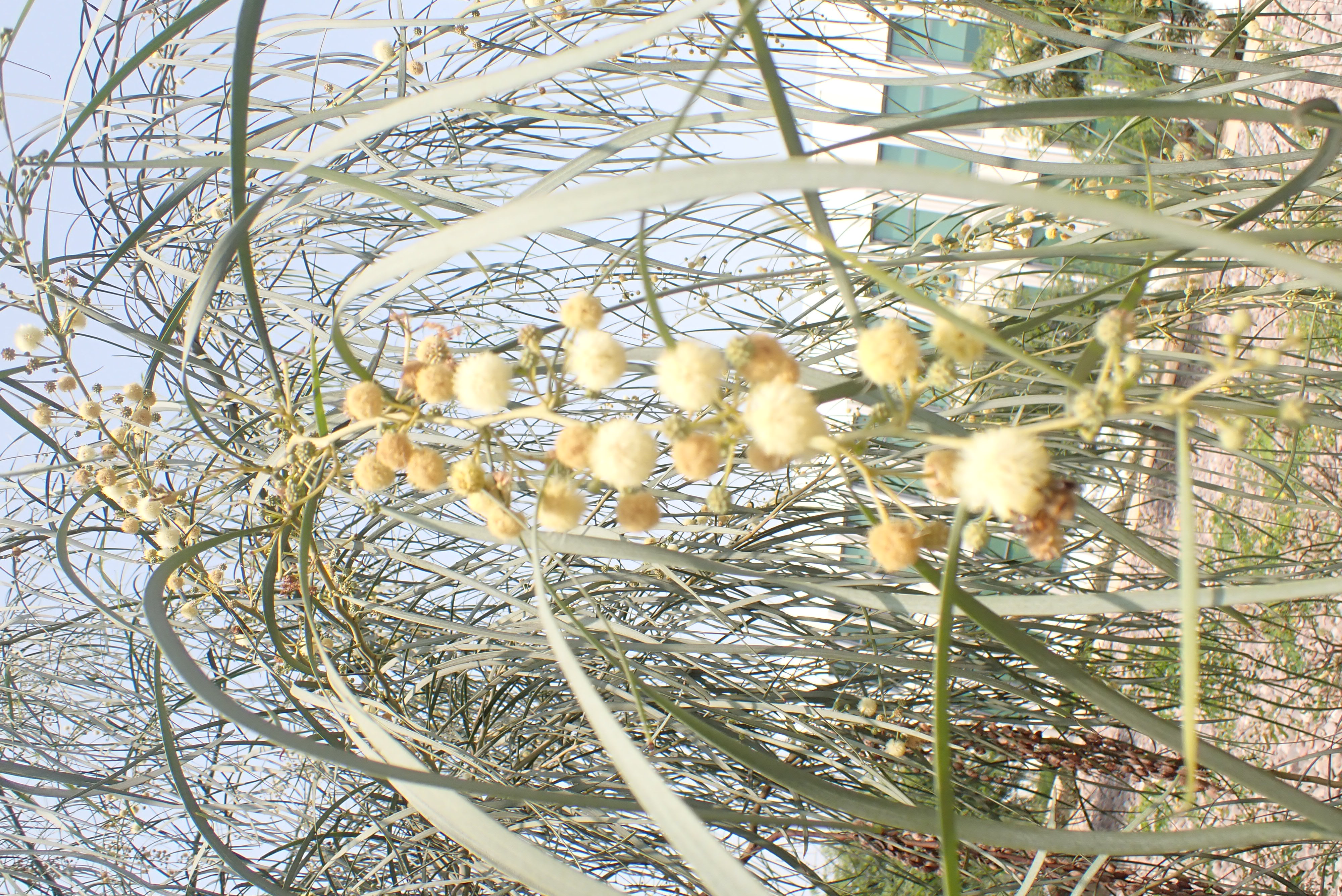 <p>Acacia stenophylla - Shoestring Acacia</p>