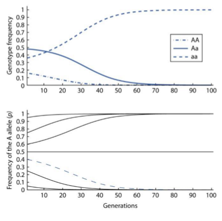 <p>There’s an underdominance for fitness (i.e. selection acts against Aa genotype)</p><ul><li><p>Starting p < 0.5 pops head toward loss</p></li><li><p>Starting p > 0.5 pops head towards fixation</p></li><li><p>Populations converge at minimum heterozygosity </p></li></ul><p></p>