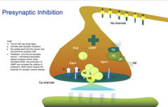 <p>severe hypertension.</p><p>This response may be produced via a compensatory decrease in presynaptic alpha-2 receptors (pathways involved in decreasing norepinephrine release) and and upregulation of post-synaptic sympathetic receptors like (beta-1 and alpha 1)</p>
