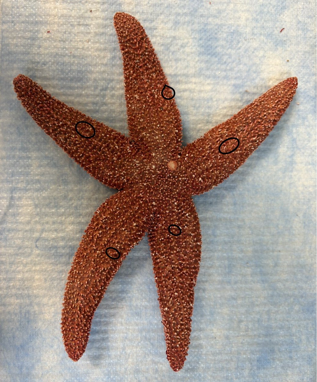 <p>What are all of these spiky things on the <strong>top</strong> of this starfish?</p>