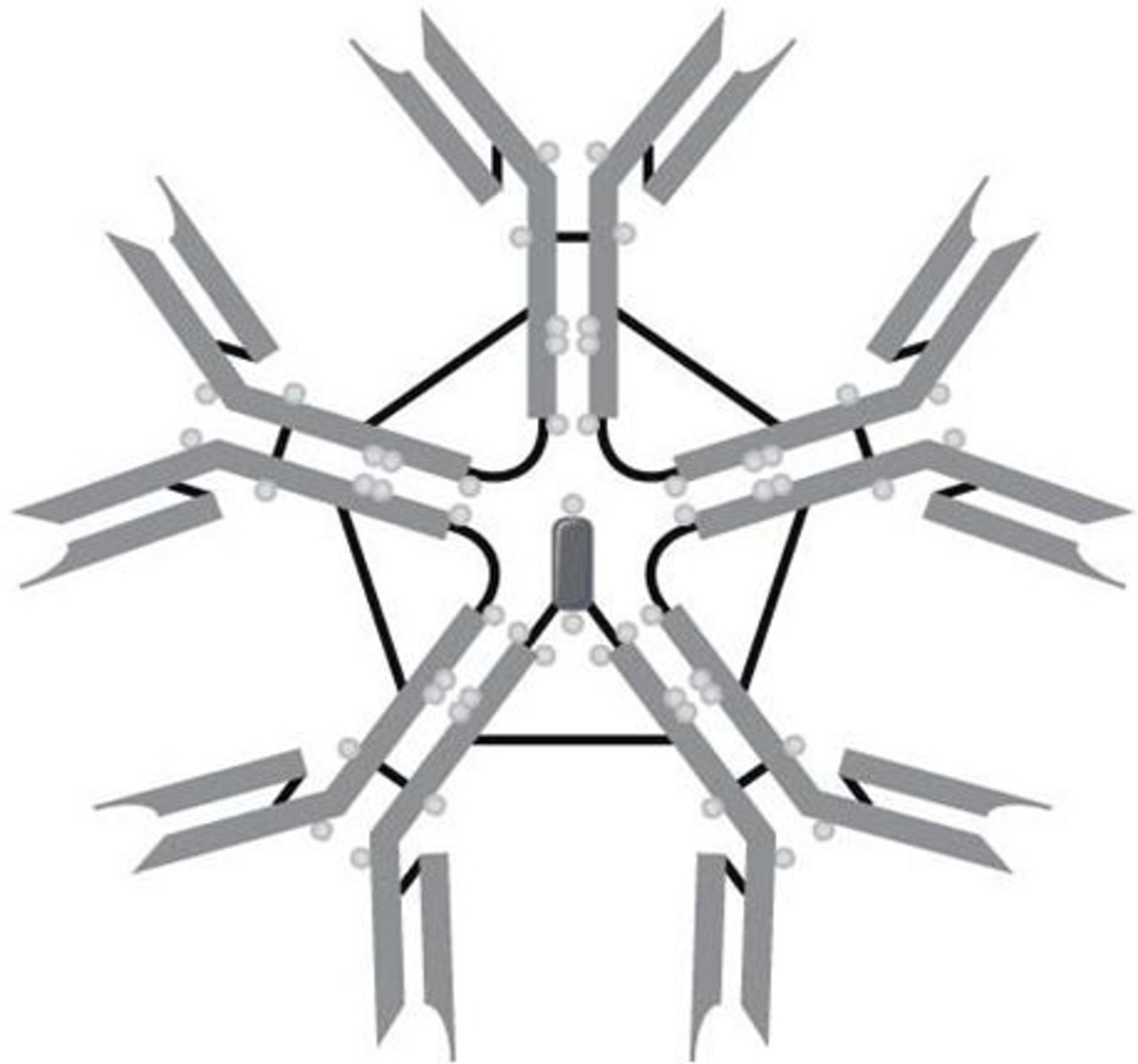<p>The type of immunoglobulin illustrated in Figure 16.1 is</p><p>- IgE.</p><p>- lgA.</p><p>• IgG.</p><p>• IgD.</p><p>• IgM.</p>