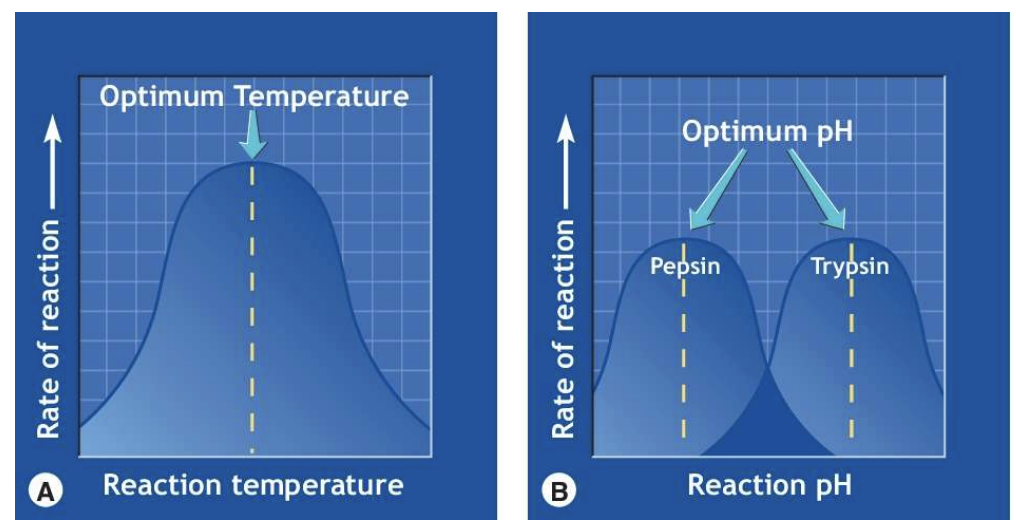 <p>enzymes operate at an optimal temp and pH</p><p>optimal temp for enzymatic rxns = 98.6 F</p><p>optimal pH = 7.4</p><ul><li><p>but varies, for instance, pepsin is found at lower pH (high acidity in stomach), and trypsin is found at higher (more basic in intestine)</p></li></ul><p></p>