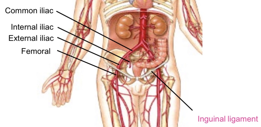 <p>Passes under inguinal ligament → becomes femoral artery</p>