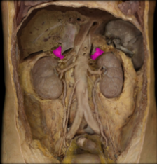 <p>sit on top of the superior pole of the kidney</p>