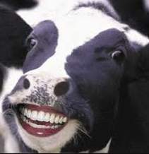 <p>Cattle</p>