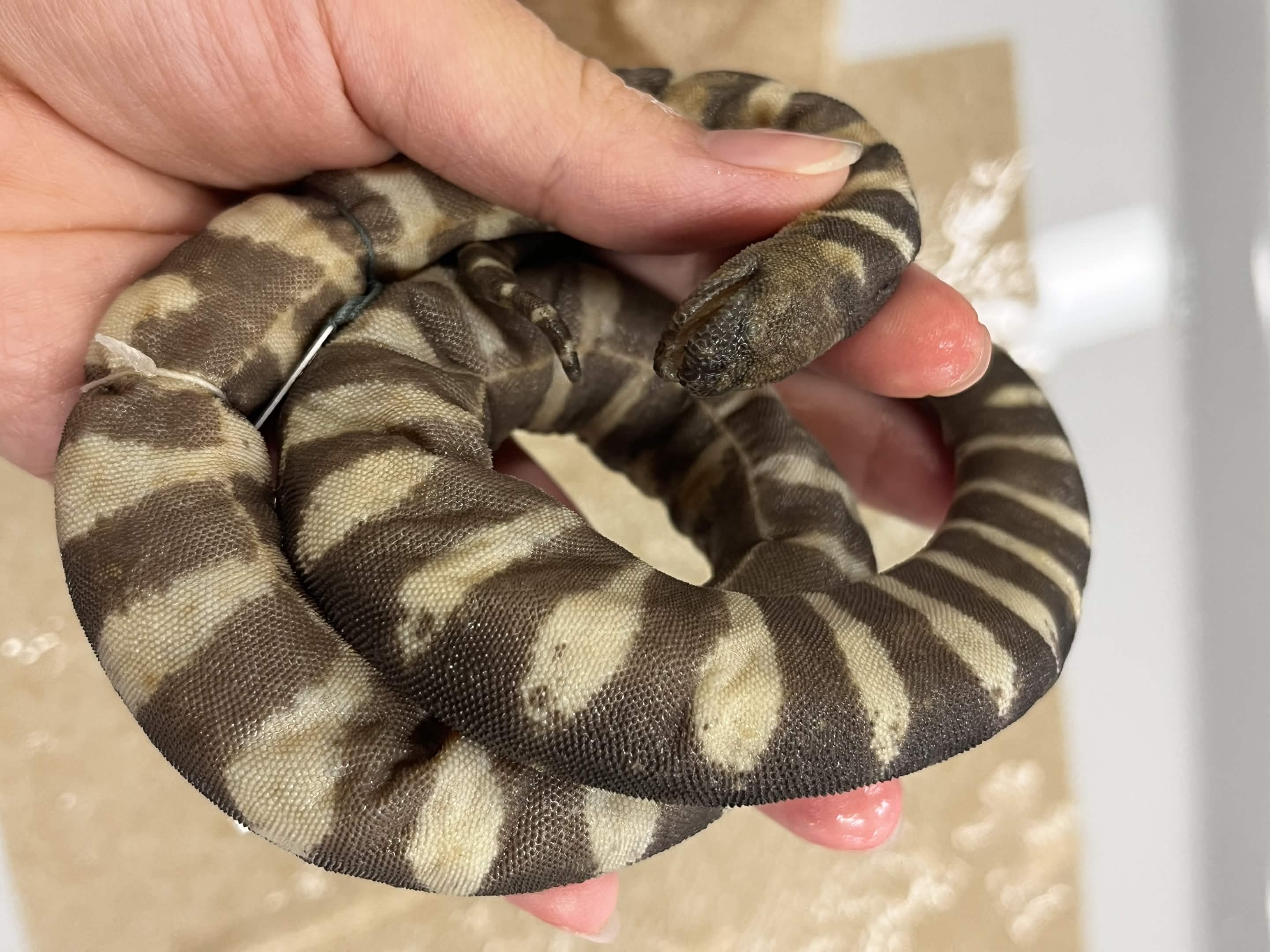 <p>Infraorder + Family?</p>