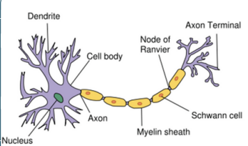 knowt flashcard image