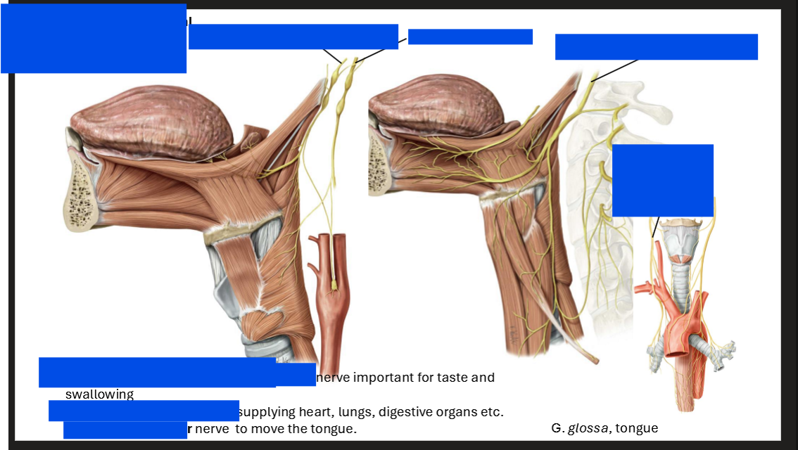 <p>Label these nerves</p>