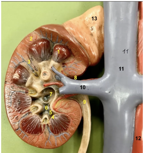 <p>Extensions of cortical tissue in between the renal pyramids are known as ____ which is which number</p>