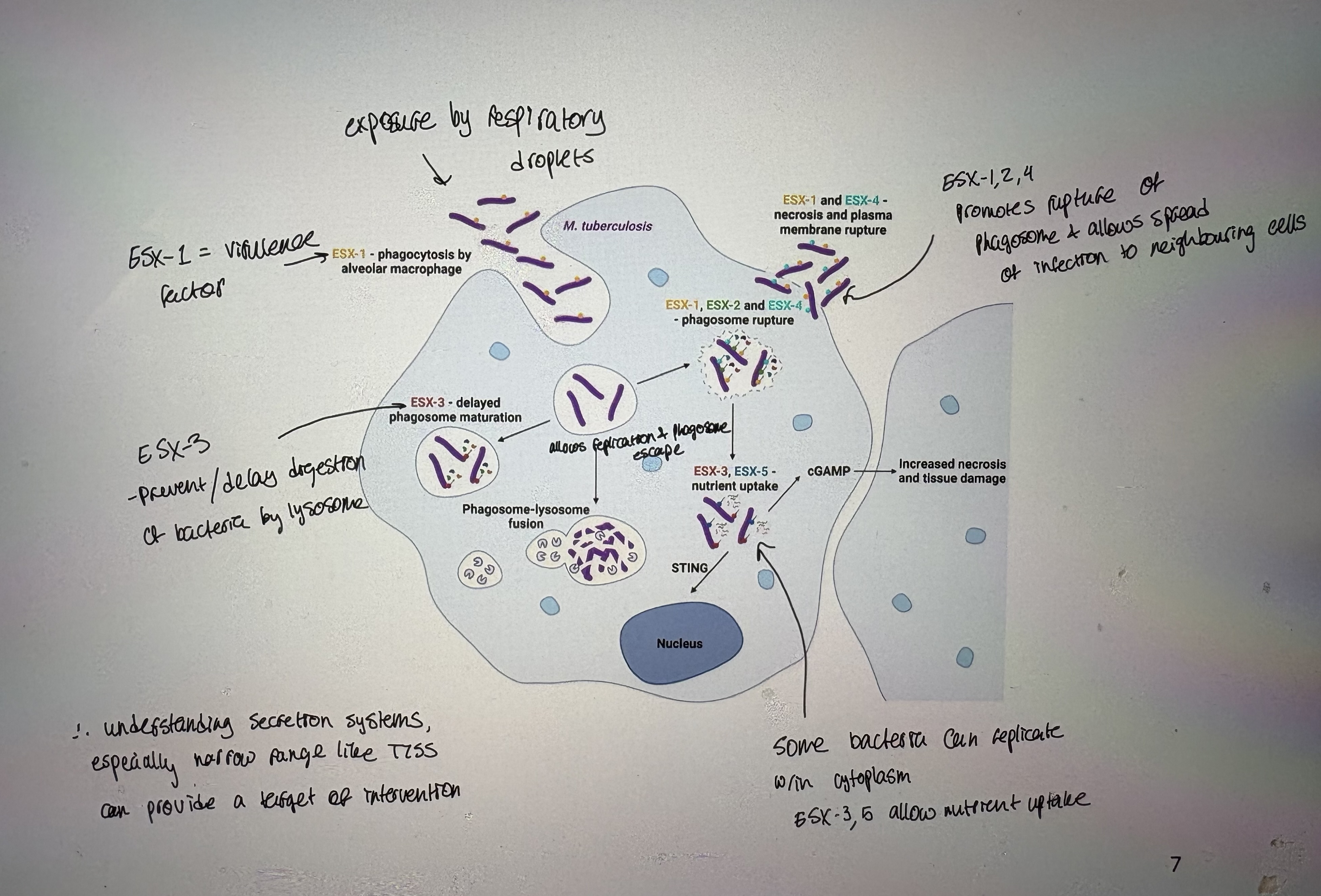 <p>Mycobacterium tuberculosis </p>