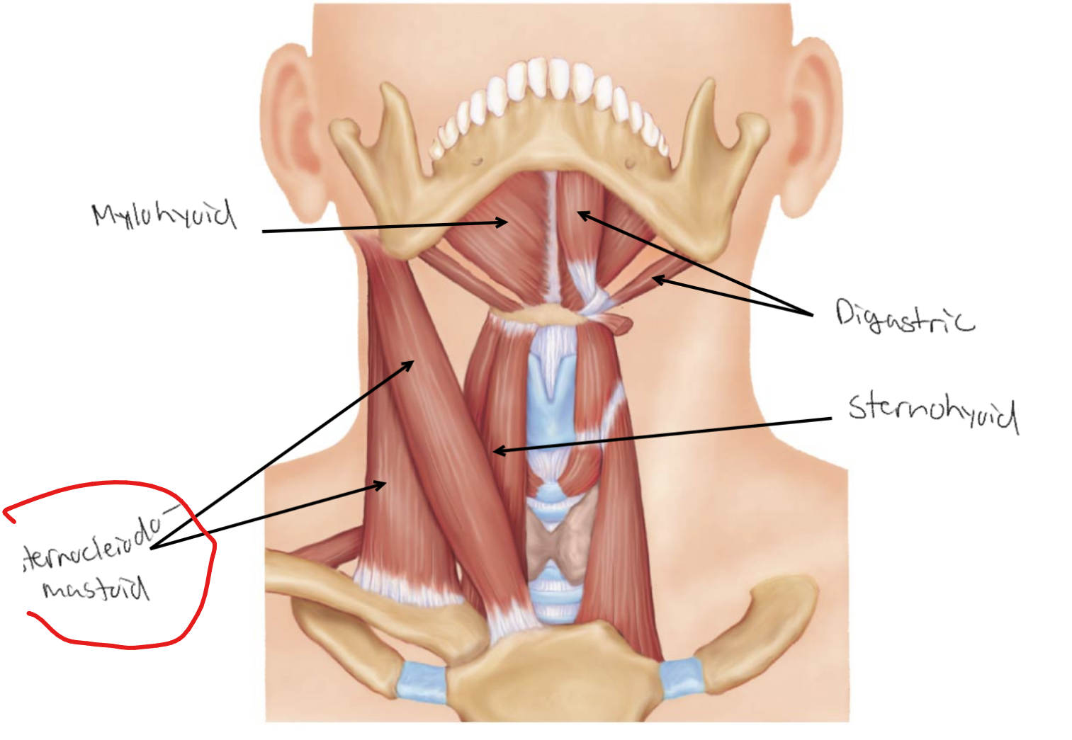 <p>What is the site of origin for <strong><u>Sternocleidomastoid</u></strong>?</p>