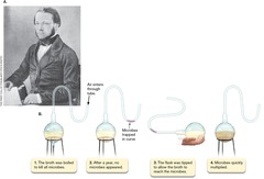 <p>Louis Pasteur, using a swan-necked flask experiment.</p>