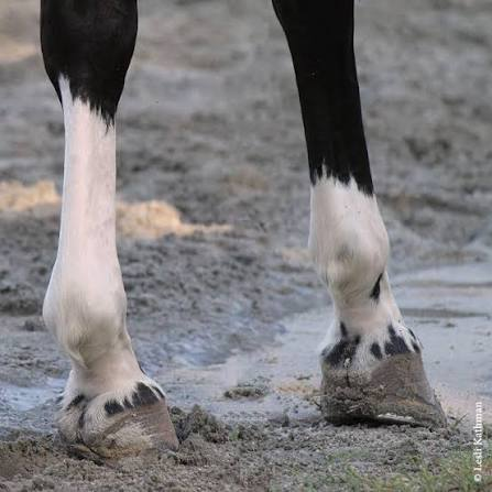 <p>What leg marking is on the right leg?</p>