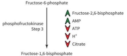 <ul><li><p>Cells low on ATP → Adenosine monophosphate (AMP) activates glycolysis </p></li><li><p>High levels of ATP → block glycolysis</p></li><li><p>H+ build up means too much lactate → muscles “shuts down” (fatigue)</p></li><li><p>Citrate build up means too much ATP → block glycolysis</p></li><li><p>Most PFK regulators work allosterically</p></li></ul><p></p>