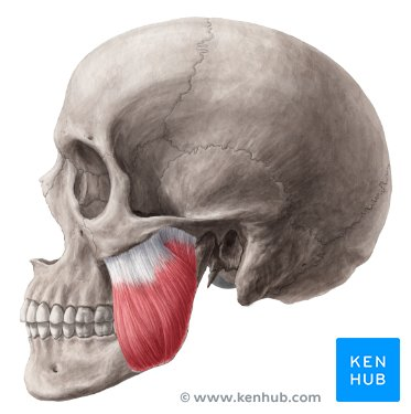 <p>Large rectangular muscle on side of jaw that elevates mandible. Origin: zygomatic arch </p><p>Insertion: lateral surface of the mandibular ramus </p>