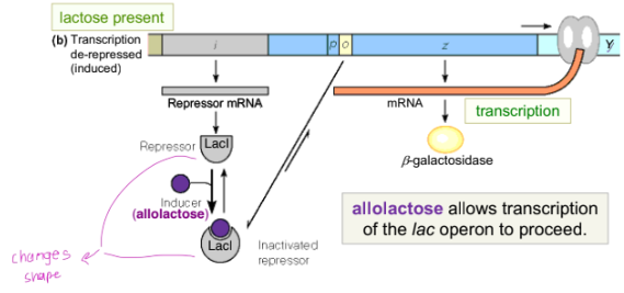 <ul><li><p>Lactose is converted to <strong>glucose + galactose</strong> by existing <strong>β-galactosidase</strong> (present at low levels even when repressed)</p></li><li><p>β-galactosidase also <strong>isomerizes some lactose into allolactose</strong></p></li><li><p><strong>Allolactose = effector/inducer</strong> of the <em>lac</em> operon</p></li><li><p>Allolactose binds to the <strong>LacI repressor</strong>, causing a <strong>conformational change</strong> ("changes shape")</p></li><li><p>This causes LacI to <strong>dissociate from the operator</strong></p></li><li><p>Prevents additional repressor from rebinding the operator</p></li><li><p>Result: RNA polymerase can now transcribe the operon → <strong>transcription proceeds</strong> (e.g., β-galactosidase is made)</p></li></ul><p></p>
