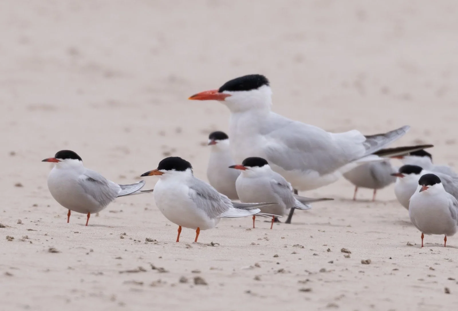 <p>What bird is this?</p>