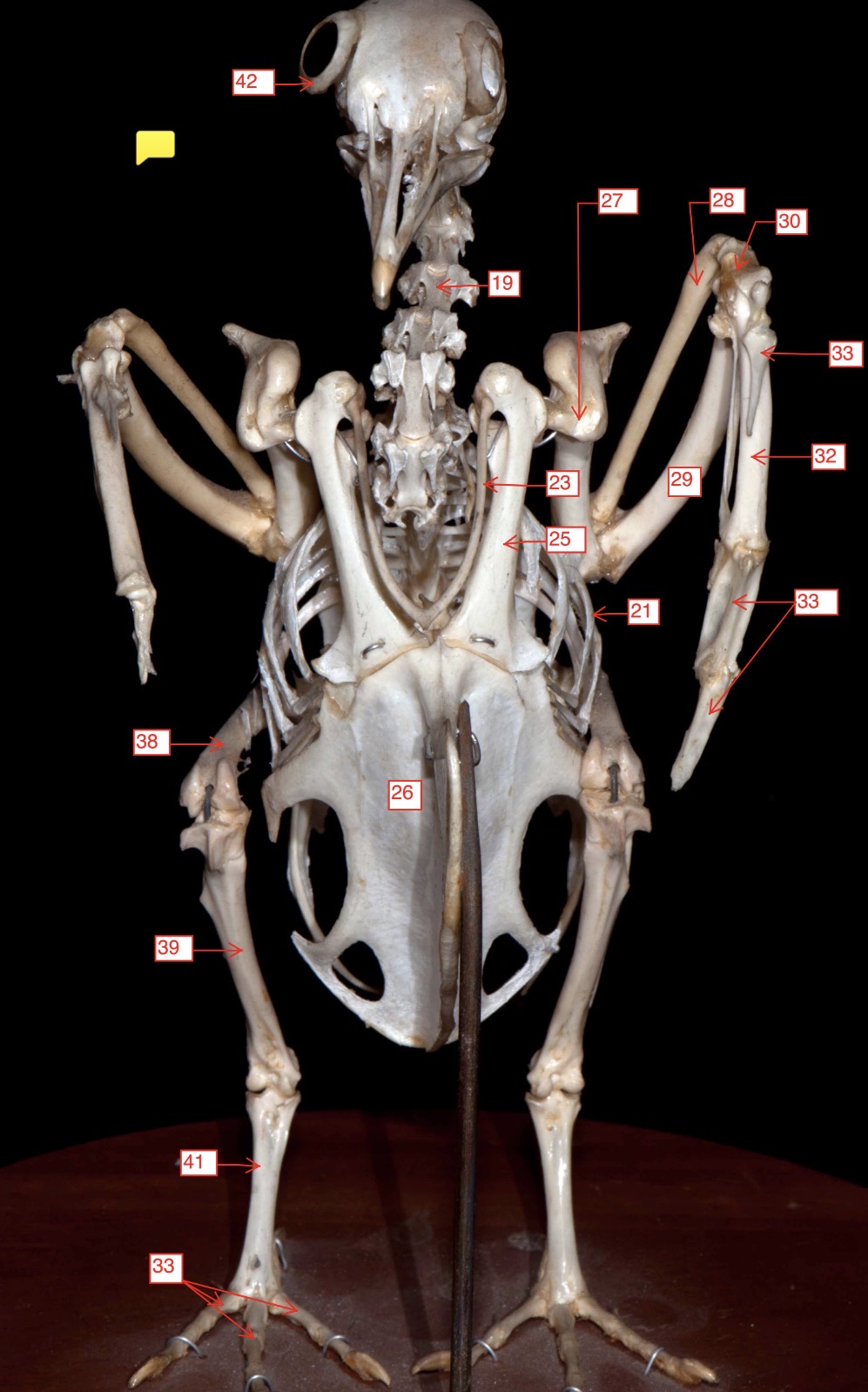 <p>Pigeon-28</p>